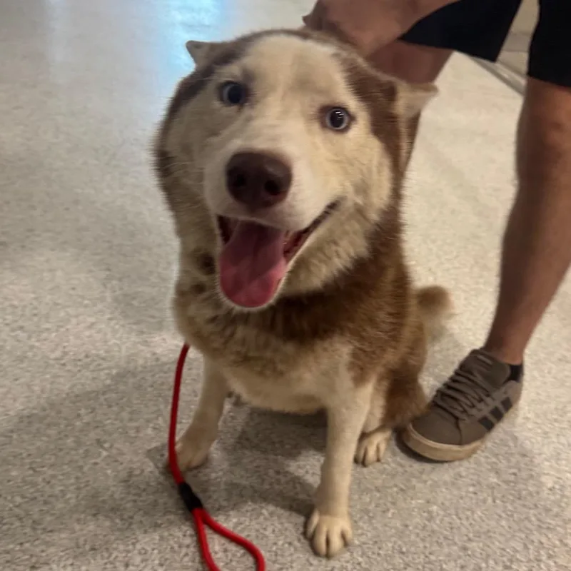 An adult medium-sized male Brown / Chocolate Husky dog named Dustin for adoption in Pineville, MO