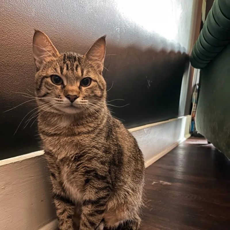 An adult extra large-sized male Brown / Chocolate Domestic Short Hair cat named Poe @ Dorchester Rd for adoption in Summerville, SC