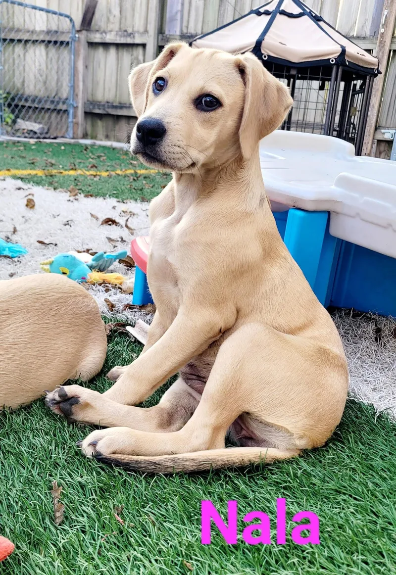 A baby medium-sized female Black Mouth Cur dog named Nala for adoption in West Des Moines, IA