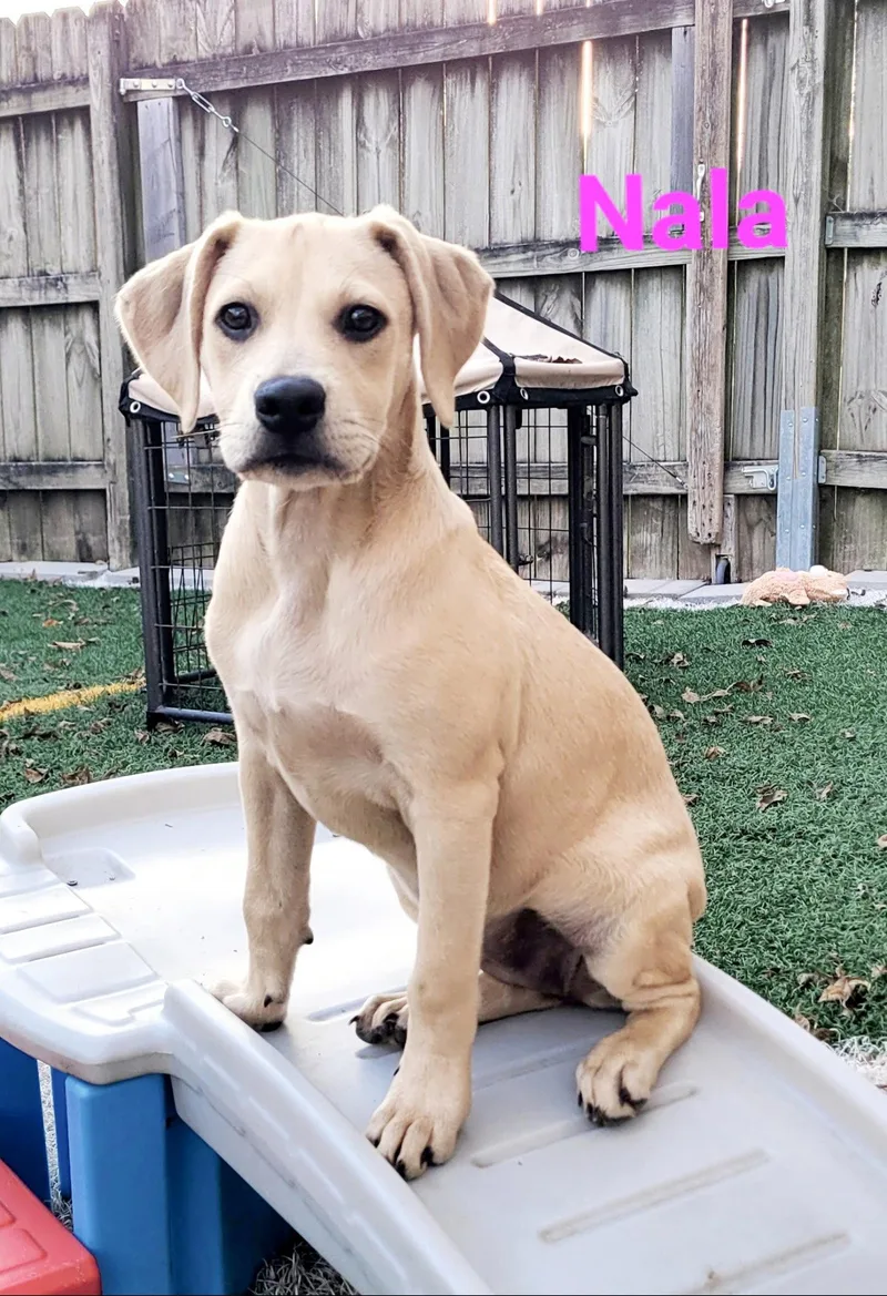 Nala thumbnail 2