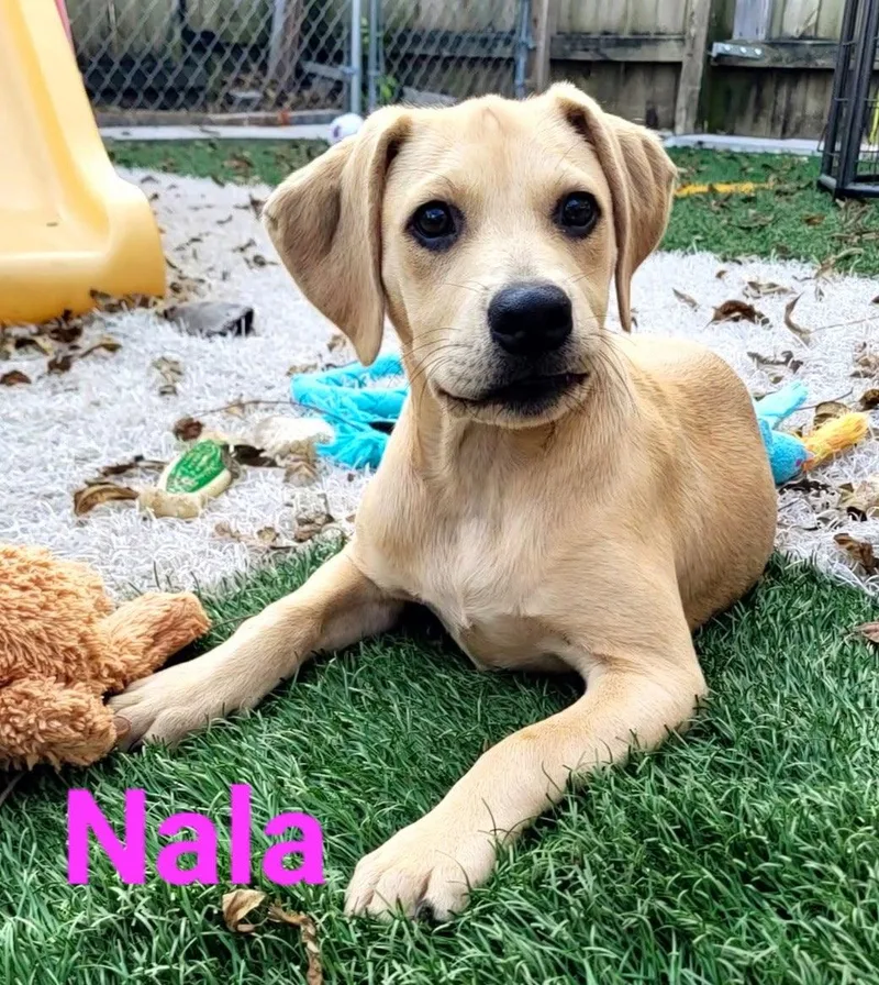 Nala thumbnail 3