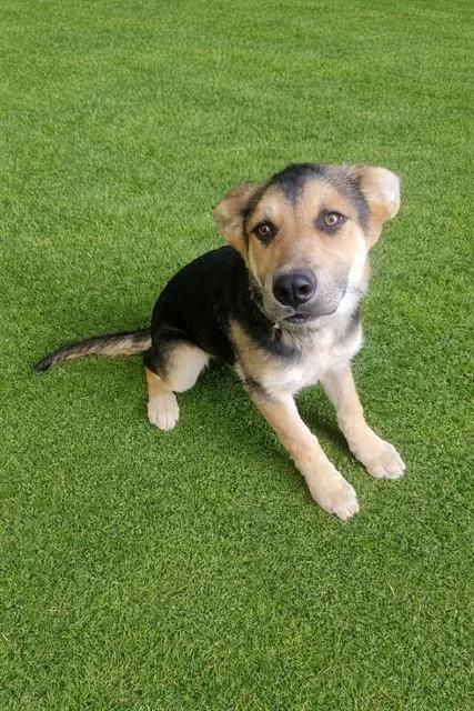 A baby small-sized female German Shepherd Dog dog named Jill for adoption in Lancaster, CA