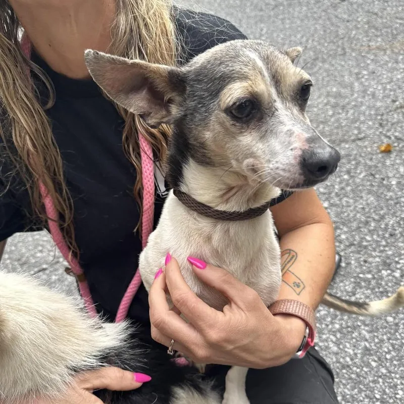 An adult small-sized female Gray / Blue / Silver Chihuahua dog named Madonna for adoption in Alexandria, VA