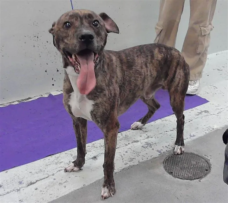 An adult large-sized male Staffordshire Bull Terrier dog named Tiger for adoption in Houston, TX