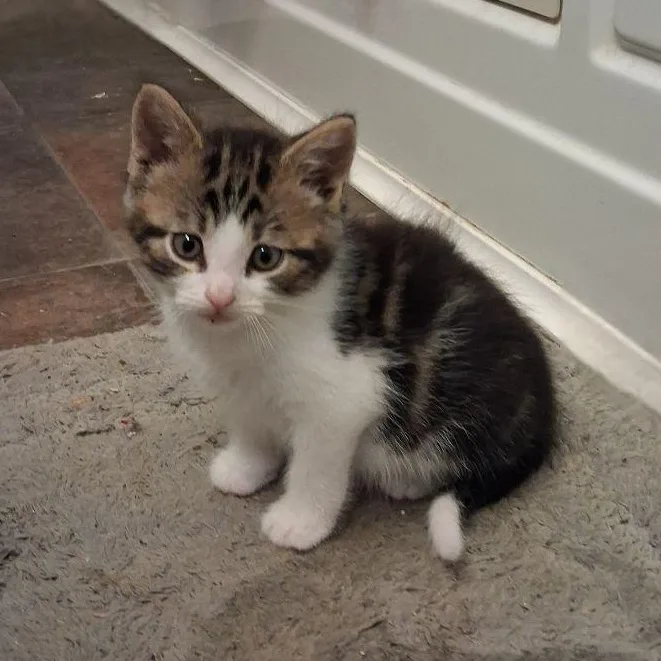 A baby medium-sized male Domestic Short Hair cat named Connor for adoption in Carneys Point, NJ