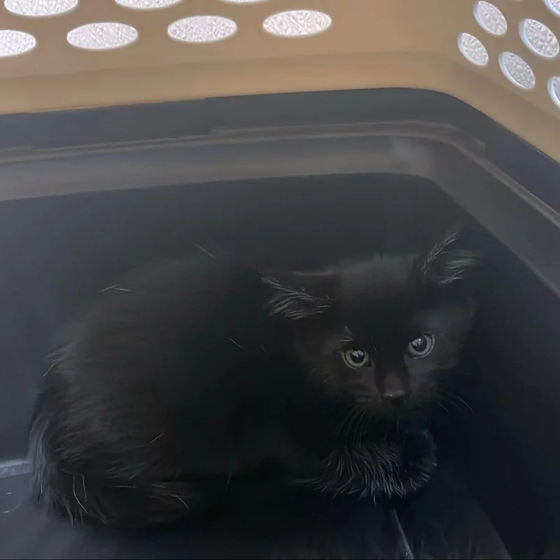 A baby small-sized male Black Domestic Medium Hair cat named Unknown for adoption in Tacoma, WA