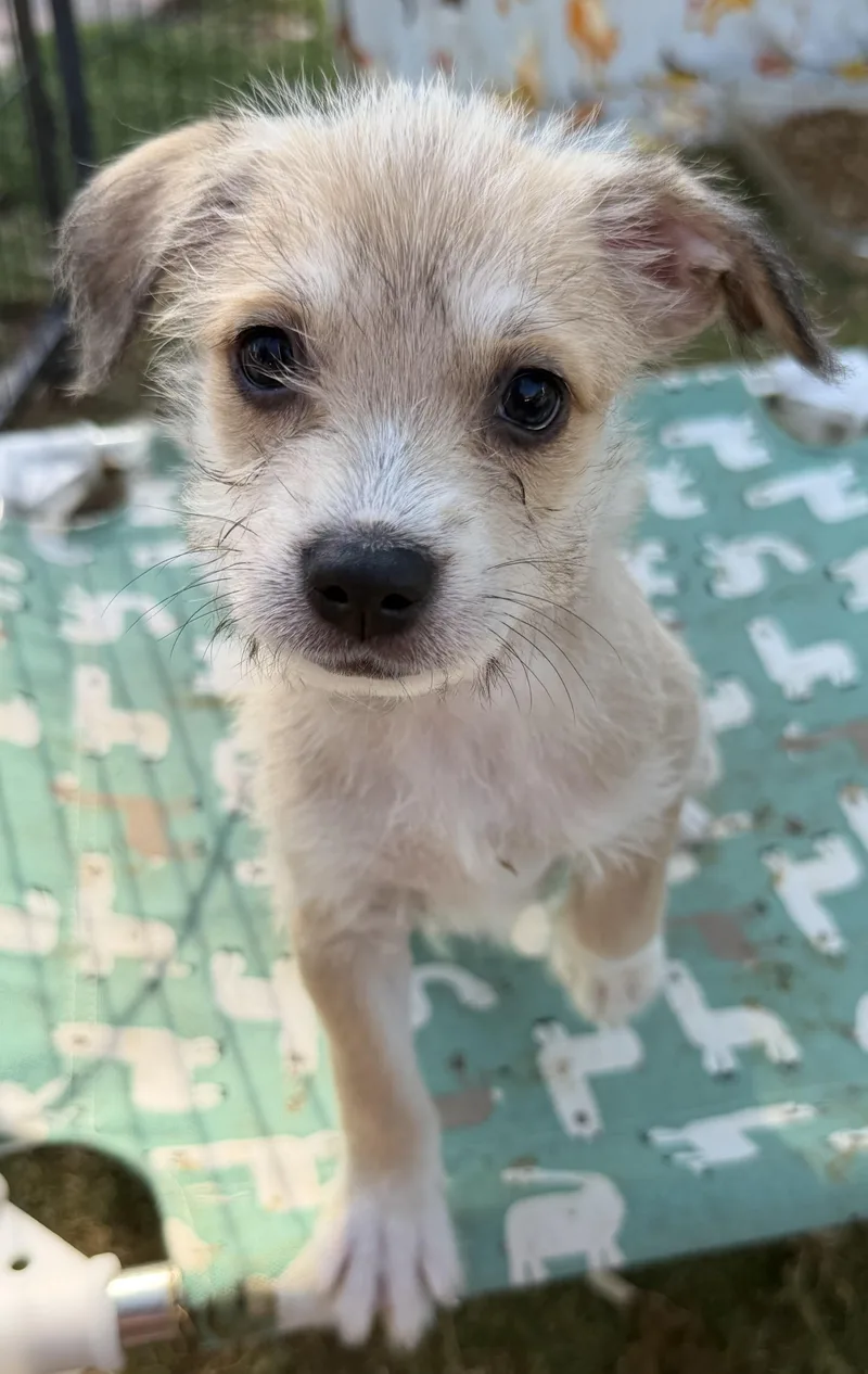 Mocha