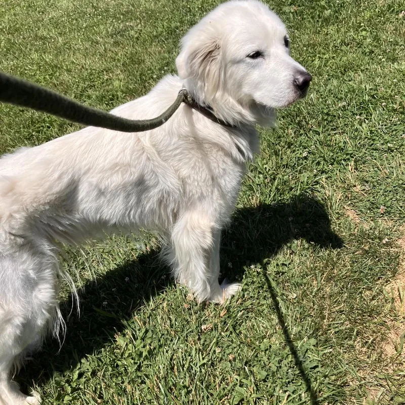 A senior medium-sized female White / Cream Great Pyrenees dog named Penny for adoption in Marshall, VA