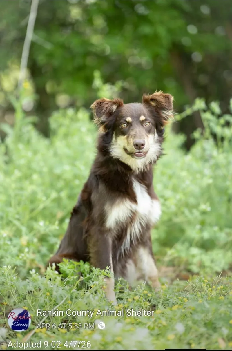 A young medium-sized female Brown / Chocolate Australian Shepherd dog named Bristol for adoption in Marion, MS