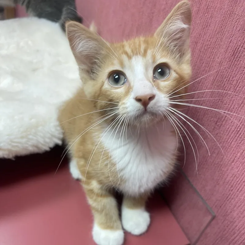 A baby small-sized male Orange / Red Domestic Short Hair cat named Paul for adoption in Shawnee, KS