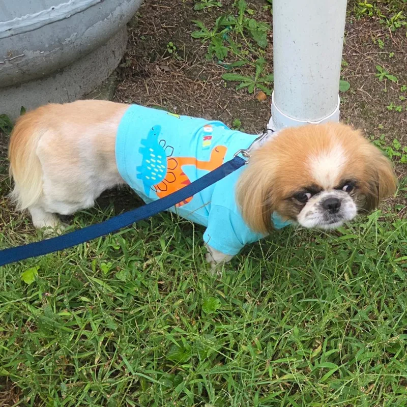 An adult small-sized male White / Cream Pekingese dog named Down From Dover for adoption in Fredericksburg, VA