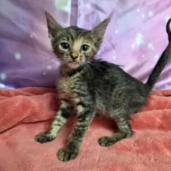 A baby small-sized female Brown / Chocolate Domestic Short Hair cat named Timecard for adoption in Fort Collins, CO