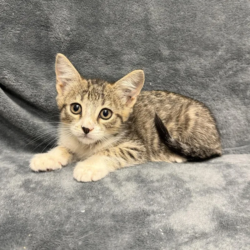 A baby medium-sized female Domestic Short Hair cat named Marble for adoption in Brenham, TX