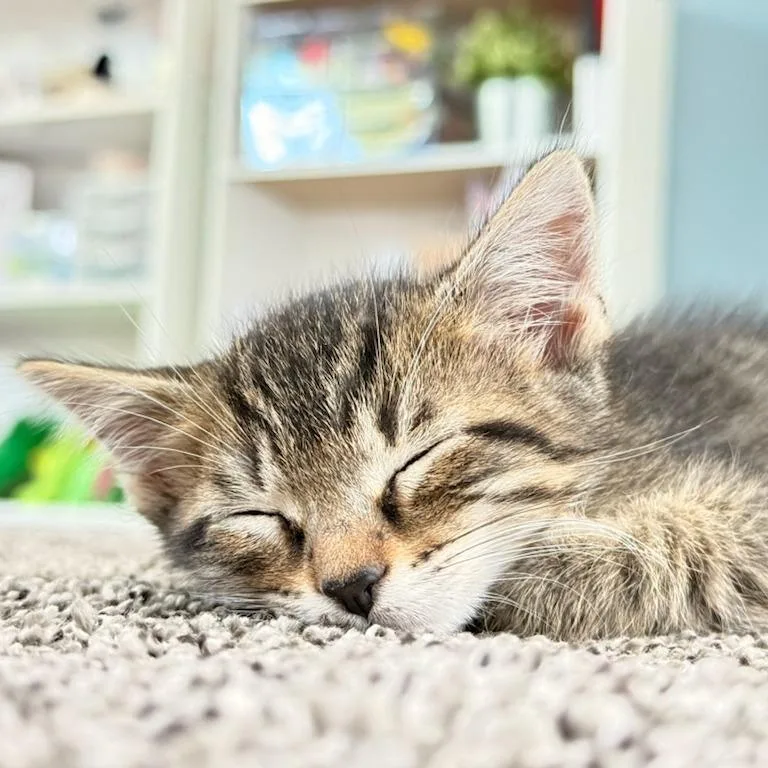 A baby small-sized male Buff / Tan / Fawn Domestic Short Hair cat named Robert for adoption in Pasadena, CA