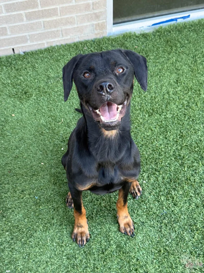 An adult large-sized male Retriever dog named Buddy for adoption in Newport, NH