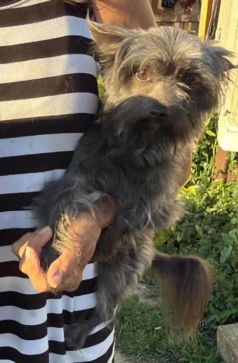 A young small-sized male Gray / Blue / Silver Terrier dog named Chewy for adoption in Lexington, KY