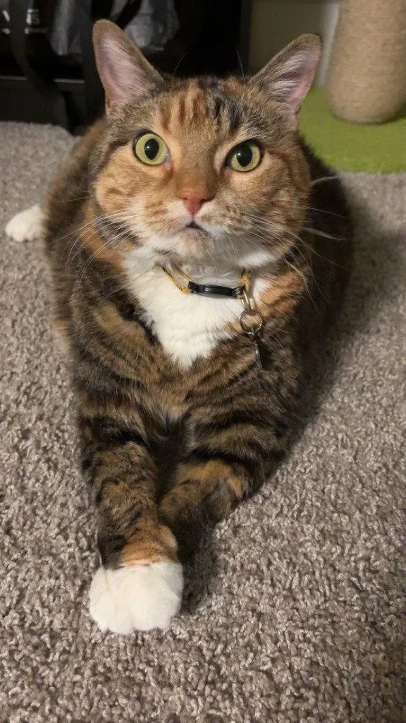 An adult medium-sized female Domestic Short Hair cat named Giavanna for adoption in Battle Ground, WA