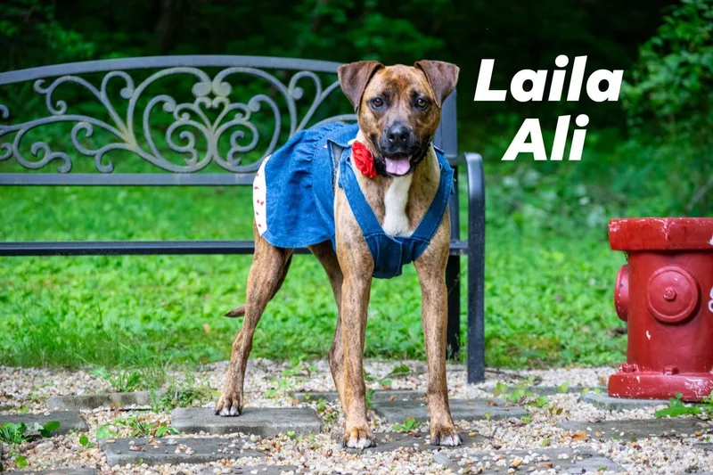 An adult medium-sized female Brindle Boxer dog named Laila Ali for adoption in Sevierville, TN