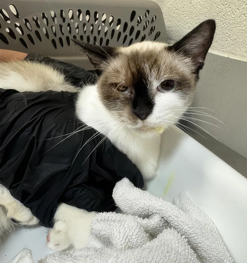 An adult small-sized female Seal Point Domestic Short Hair cat named Amber for adoption in Nashville, TN