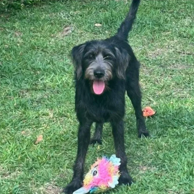 A young medium-sized female Black Schnauzer dog named Andie Arriving  D for adoption in Princeton, MN