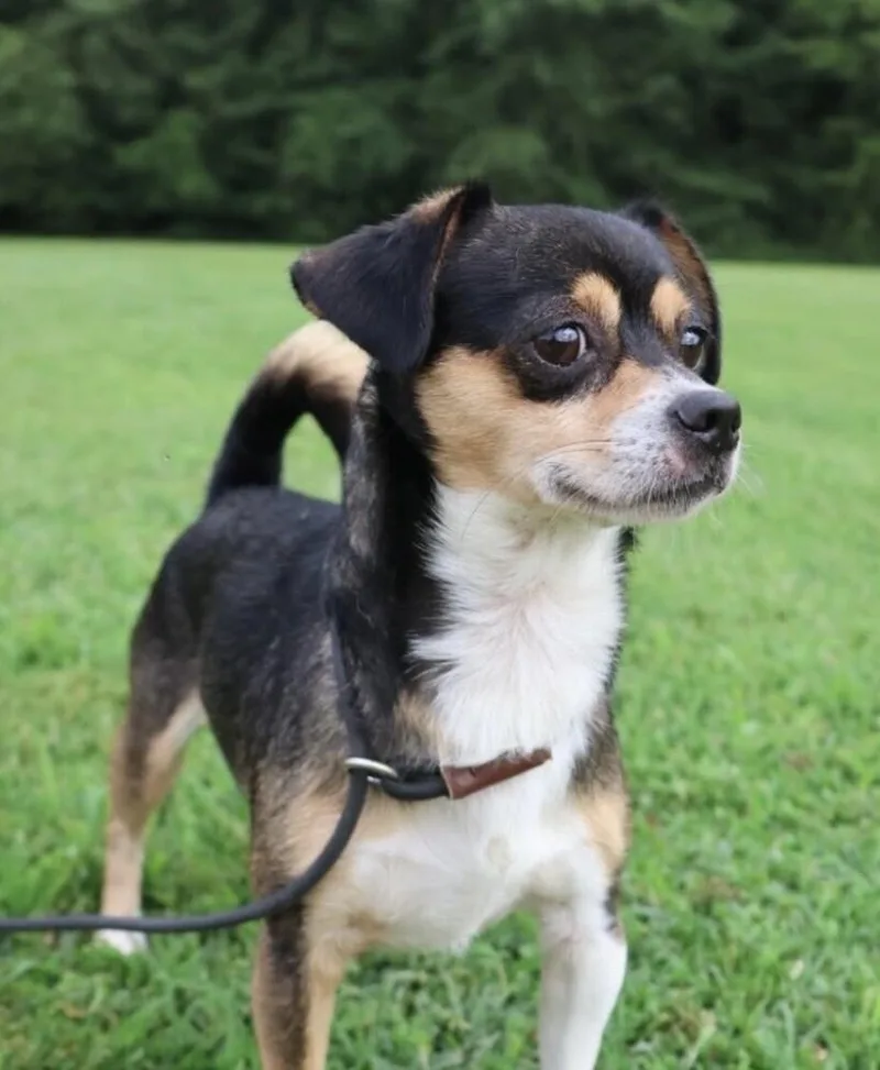 A young small-sized male Tricolor (Brown, Black, & White) Chihuahua dog named Jj for adoption in Washington, DC