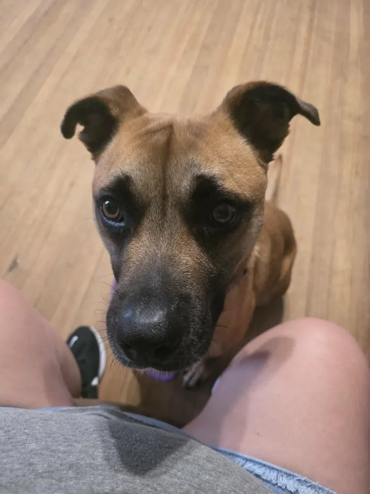 An adult large-sized male Tricolor (Brown, Black, & White) Black Mouth Cur dog named Jackson for adoption in Boston, MA