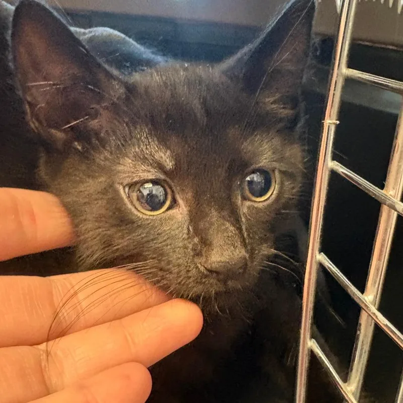 A baby small-sized male Black Domestic Short Hair cat named Moonwhisker for adoption in Gloucester, VA