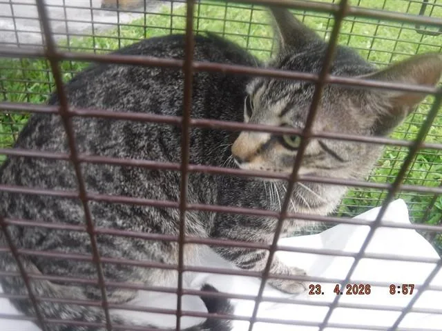 A young medium-sized male Domestic Short Hair cat named Pat for adoption in Miami, FL