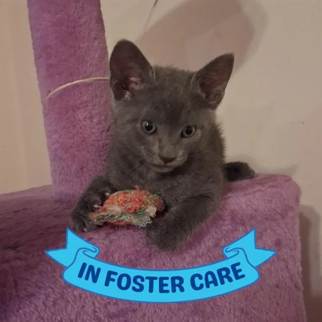 A baby small-sized female Domestic Short Hair cat named Wendy for adoption in Tallahassee, FL