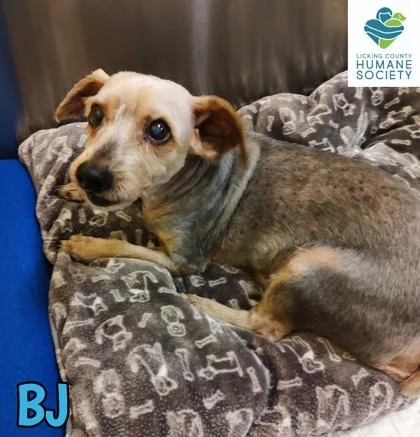 A senior small-sized male Yorkshire Terrier dog named Bj for adoption in Heath, OH