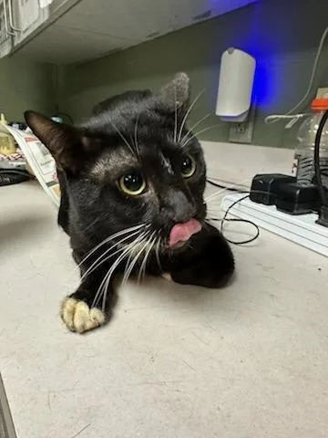 A young large-sized male Domestic Short Hair cat named Dust Bunny for adoption in Jacksonville, FL