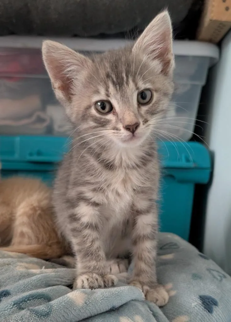 A baby medium-sized female Domestic Short Hair cat named Polly for adoption in Fort Oglethorpe, GA