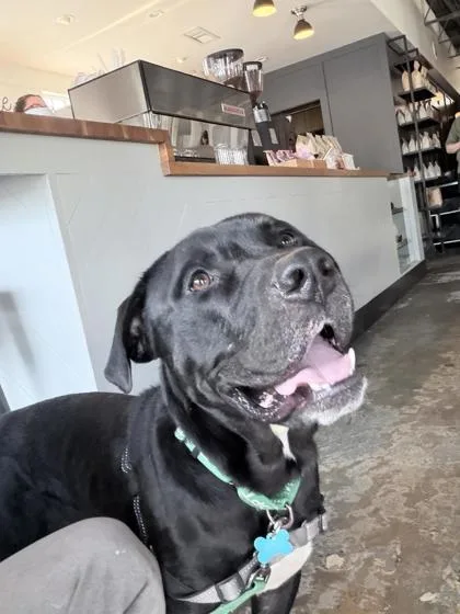 An adult large-sized male Mixed Breed dog named Angelo for adoption in Chamblee, GA