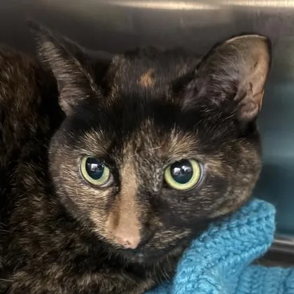 An adult medium-sized female Tortoiseshell Domestic Short Hair cat named Coco Bear for adoption in Lansing, MI