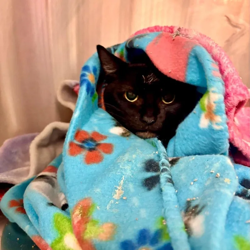 An adult medium-sized female Black Domestic Short Hair cat named Mysterious for adoption in Buffalo, MN