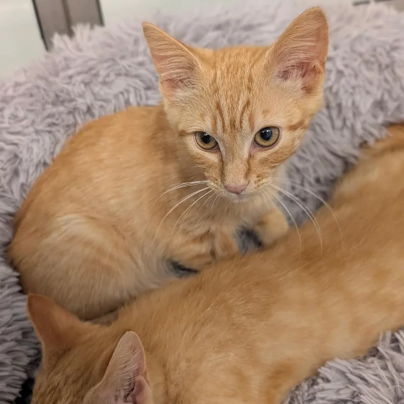 A baby small-sized female Orange / Red Domestic Short Hair cat named Cher for adoption in Raleigh, NC