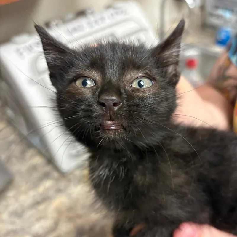 A baby small-sized male Black Domestic Medium Hair cat named Jax U for adoption in Tupelo, MS