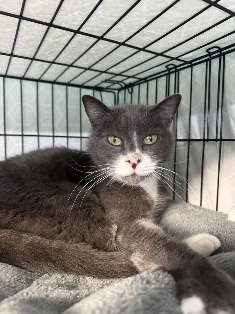 A senior medium-sized male Gray & White Domestic Short Hair cat named Angel for adoption in Fort Walton Beach, FL