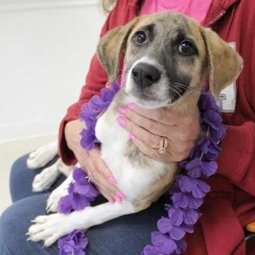 A baby small-sized male White / Cream Hound dog named Gibson for adoption in Birmingham, AL