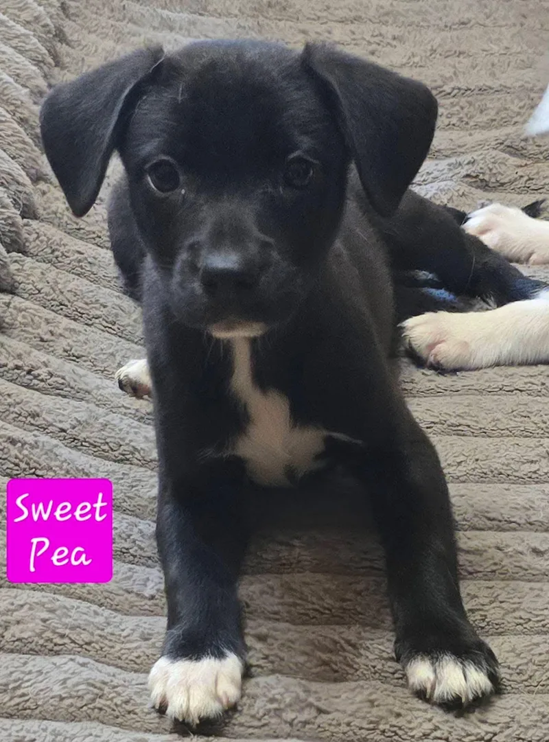 Sweet Pea thumbnail 3