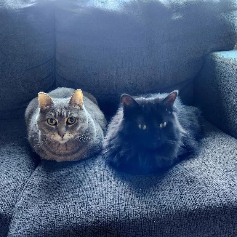An adult small-sized female Gray / Blue / Silver American Shorthair cat named Cheyenne  Home To for adoption in South Elgin, IL