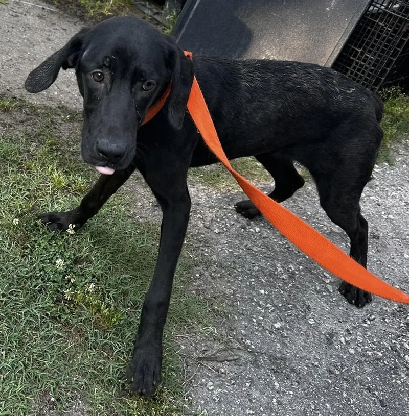 A young medium-sized female Black Mixed Breed dog named Carmella for adoption in North Myrtle Beach, SC