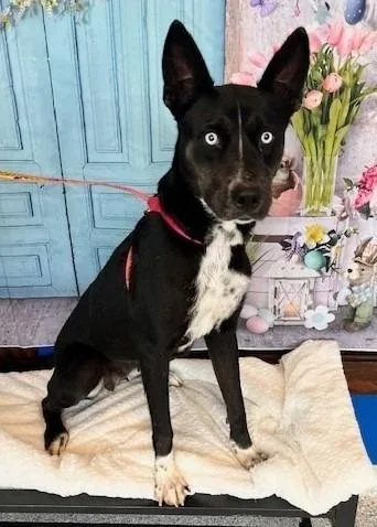 An adult medium-sized female Black Husky dog named Mae for adoption in Tyler, TX