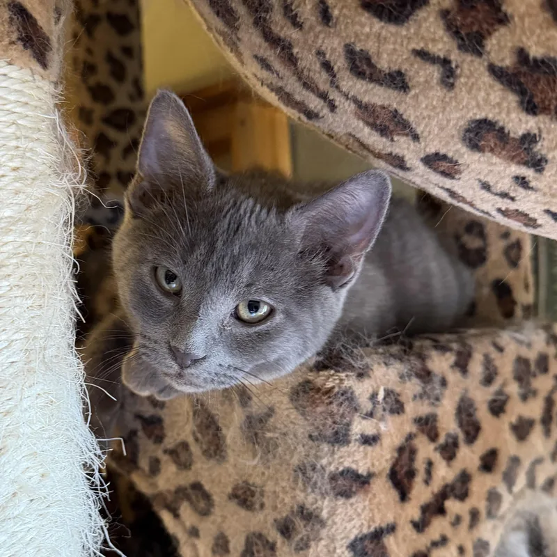 A baby medium-sized male Gray / Blue / Silver Domestic Short Hair cat named Jake for adoption in East Amherst, NY