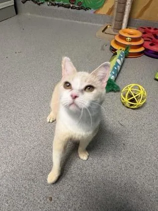 An adult small-sized female Domestic Short Hair cat named Pigeon for adoption in Beatrice, NE