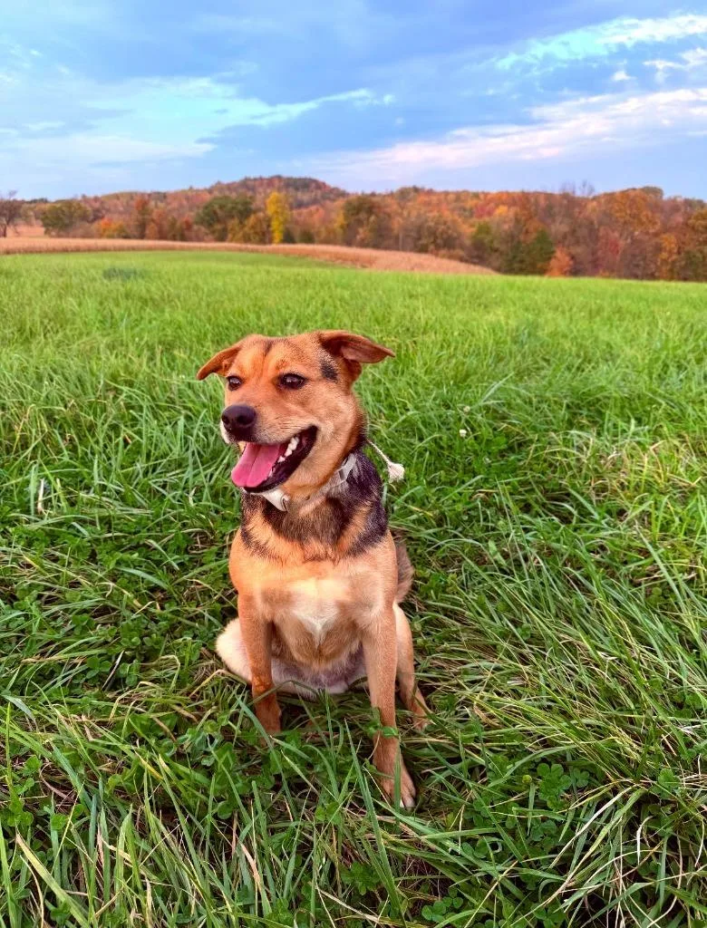 A young medium-sized female Mixed Breed dog named Nahla for adoption in Viroqua, WI