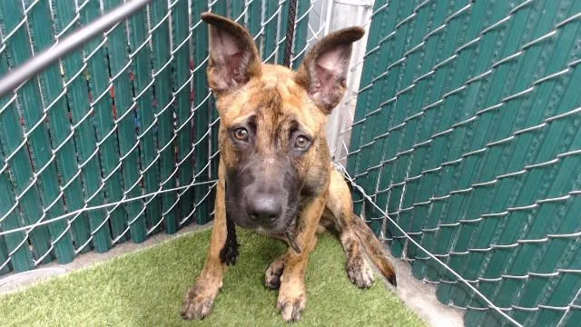 A baby medium-sized male German Shepherd Dog dog named Fido for adoption in Downey, CA