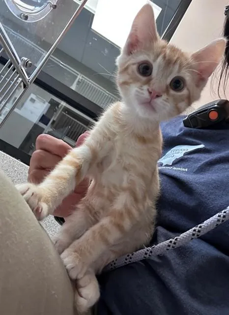 A baby small-sized male Domestic Short Hair cat named Harry for adoption in San Luis Obispo, CA