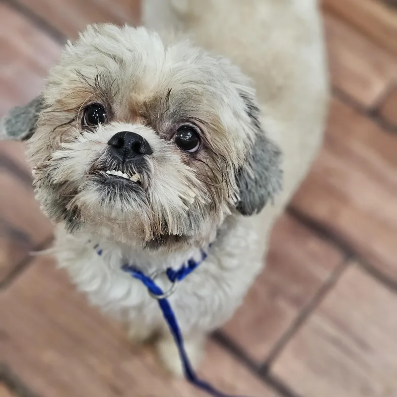 Hudson Springfield thumbnail 2