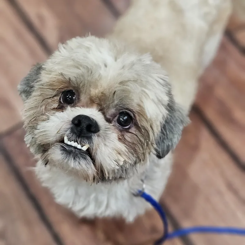 Hudson Springfield thumbnail 3